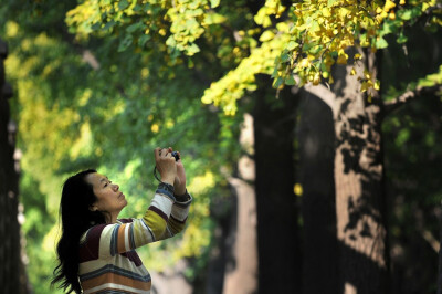 10月24日，北京的一名妇女正在拍摄银杏