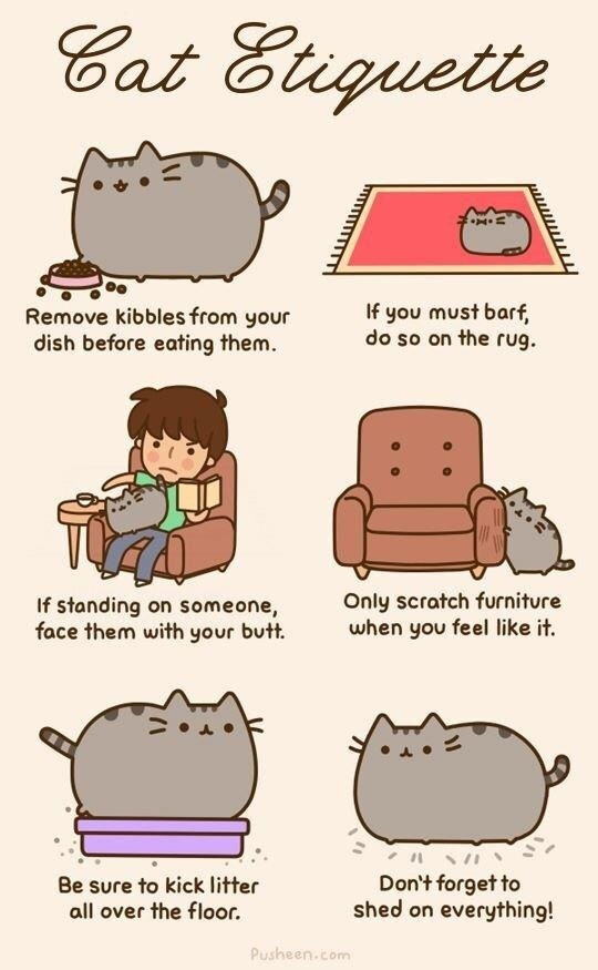 My cat does this exactly!!!!