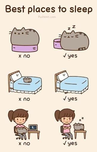 Best places to sleep - Pusheen Cat