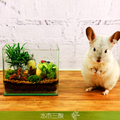 【水木三秋】苔藓微景观生态瓶小品 创意盆栽办公室植物 龙猫小梅