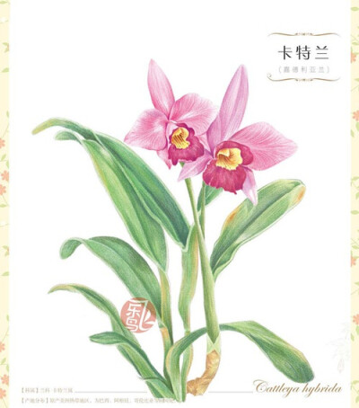 彩铅