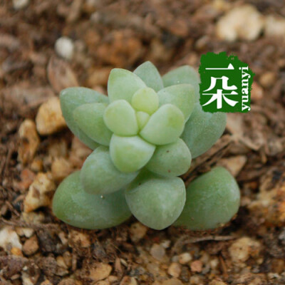 一朵园艺【新玉坠】景天科景天属新玉缀 漂亮的果冻色 Sedum burrito 阳台盆栽