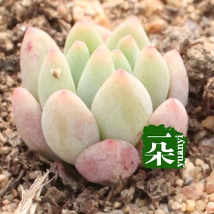 一朵园艺【柳叶年华】景天科进口多肉植物 漂亮哦