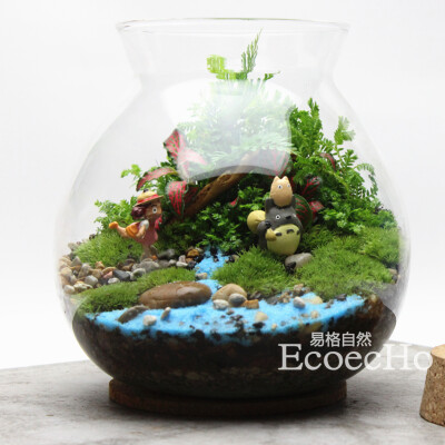 Ecoecho苔藓微景观 苔藓瓶生态瓶 苔藓盆栽 苔藓小品【我看见