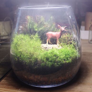 『小鹿森林·苔藓瓶』苔藓小品/秘密花园/微景观/生态瓶