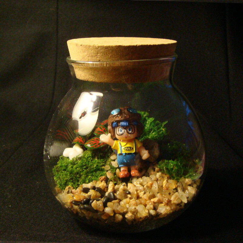 限时包邮 苔藓微景观 阿拉蕾生态瓶 办公室植物 DIY创意礼品