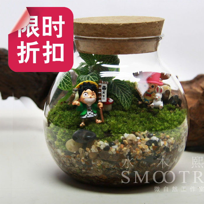 水木熙 主题生态瓶 苔藓微景观 创意礼品 创意罐装植物 海贼王