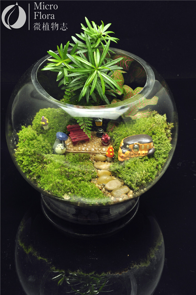 微植物志 苔藓造型缸 苔藓微景观 生日礼物 DIY手作 等待