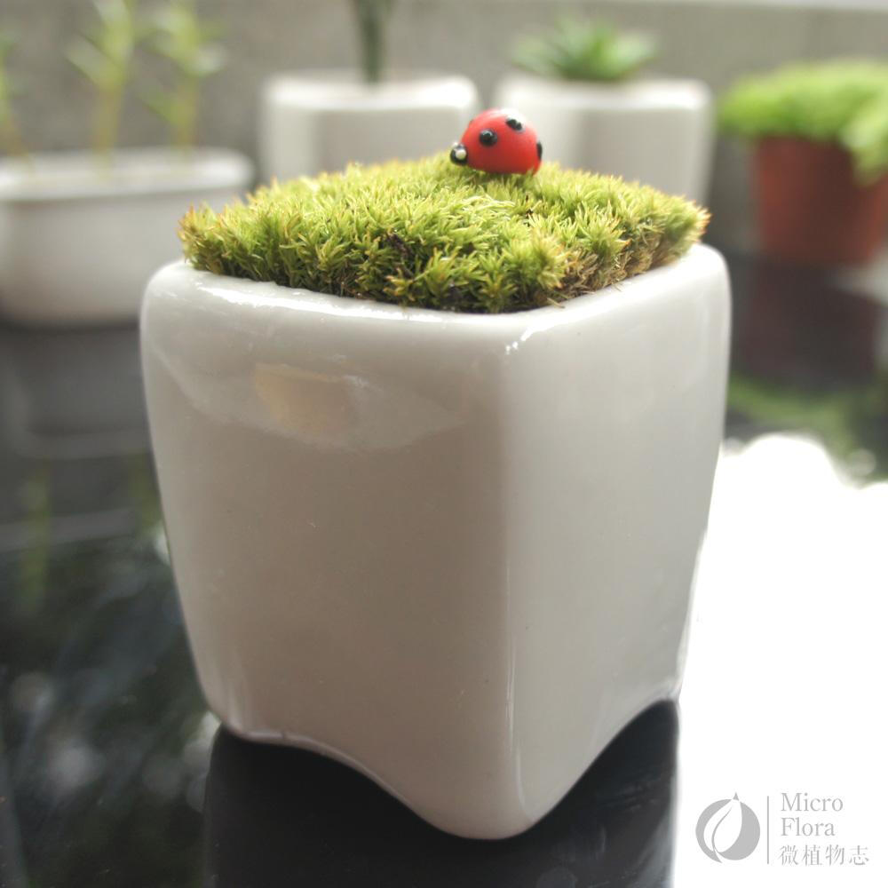 微植物志 苔藓小品 小盆栽 生日礼物 和风 最简单的美好
