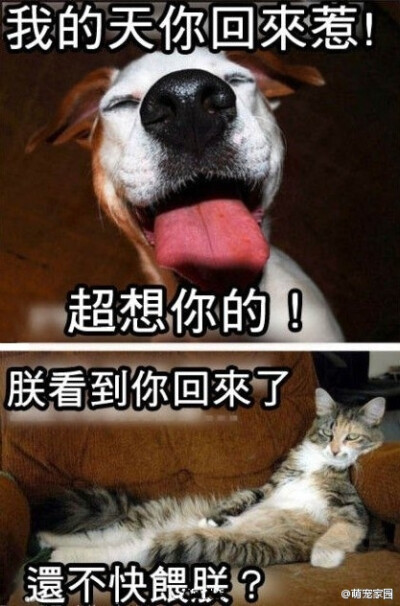 养猫与养狗的区别，喵尼玛好霸气！【转】