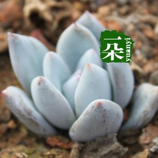 一朵园艺【霜之朝】多肉植物 景天科拟石莲花属