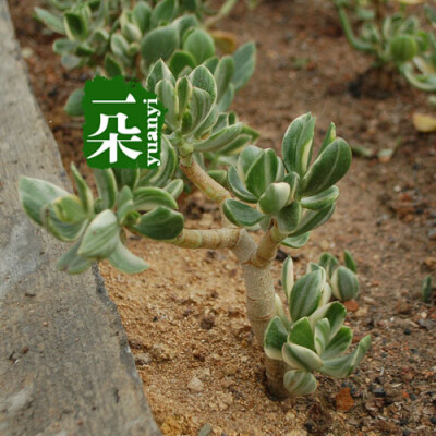 一朵园艺【三色花月】景天科青锁龙属多肉植物盆栽