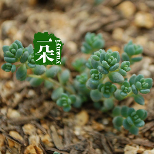 一朵园艺【姬星美人】多肉植物 景天科景天属 小型植物