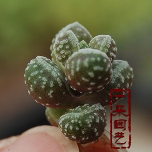 一朵园艺【红数珠】多肉植物进口景天科室内小型1-2cm