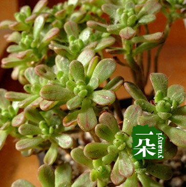 一朵园艺【小人祭】多肉植物景天科莲花掌属株型好看