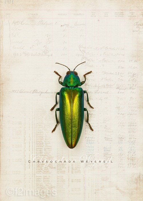 5x7 Emerald Beetle