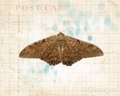 8x10 Moth