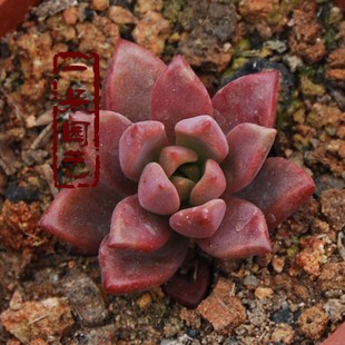 一朵园艺【姬胧月】多肉植物景天科，风车属 多肉植物