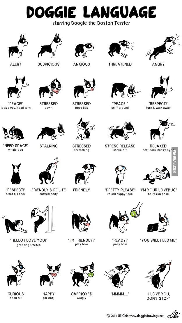 Doggie Language