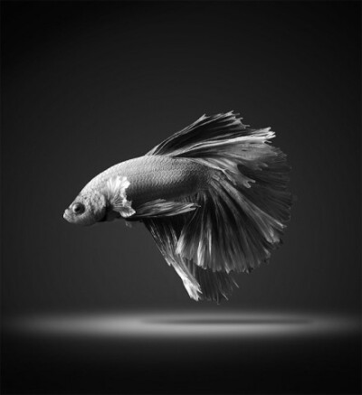 【摄影】泰国斗鱼（Siamese Fighting Fish），来自泰国摄影师Visarute Angkatavanich，作品站点：http://t.cn/zRi4uUW。