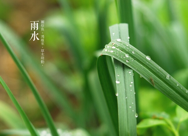 春雨惊春清谷天，夏满芒夏暑相连，秋处露秋寒霜降， 冬雪雪冬小大寒。植物版二十四节气，呼吸来自大自然的气息。