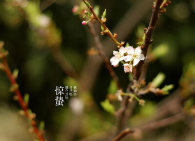 春雨惊春清谷天，夏满芒夏暑相连，秋处露秋寒霜降， 冬雪雪冬小大寒。植物版二十四节气，呼吸来自大自然的气息。