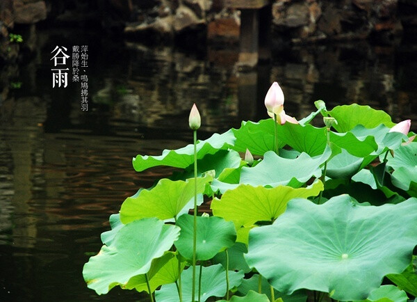 春雨惊春清谷天，夏满芒夏暑相连，秋处露秋寒霜降， 冬雪雪冬小大寒。植物版二十四节气，呼吸来自大自然的气息。