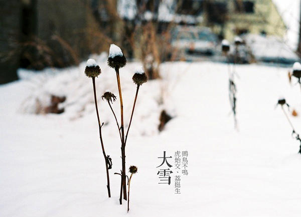 春雨惊春清谷天，夏满芒夏暑相连，秋处露秋寒霜降， 冬雪雪冬小大寒。植物版二十四节气，呼吸来自大自然的气息。