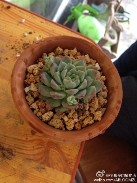 分享图片 我在这里:|凤凰山主题公园