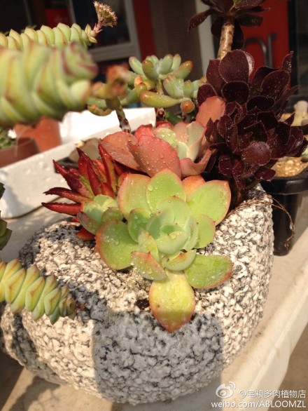 分享图片 我在这里:宅粮多肉植物店