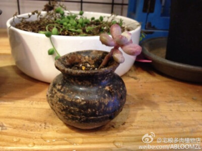 分享图片 我在这里:|宅粮多肉植物店