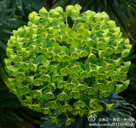 【千魂花Euphorbia characias ssp. wulfenii】大戟科，生长在地中海地区，比较少见~~~不知是不是因为这些小小的花簇拥在一起的样子，所以才叫做千魂花~不过若在清晨见得到它挂满露珠、水灵灵的样子，真的会被吸引呢~~