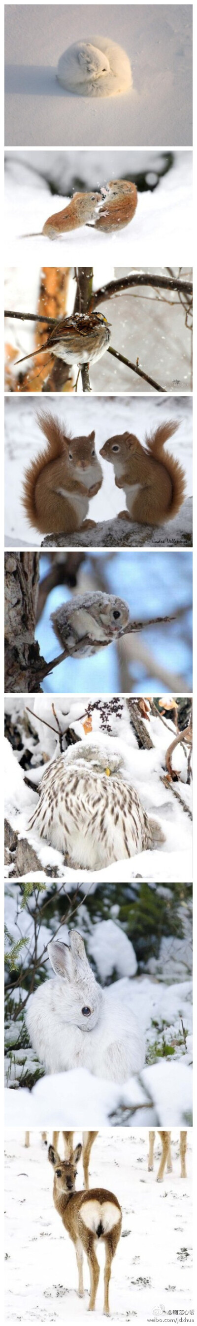 下雪了~~雪地里的萌动物们~