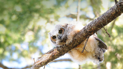 光棍节特辑：大角猫头鹰 BabyGreatHornedOwl