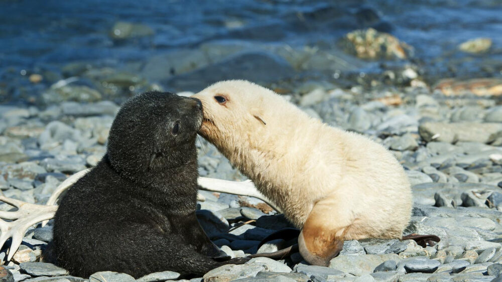 光棍节特辑：一对南极海狗 FurSealPup