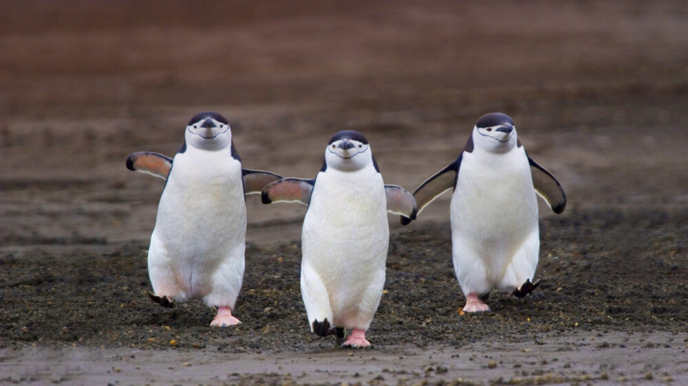 光棍节特辑：且大不向前走 BeardedPenguinWalking