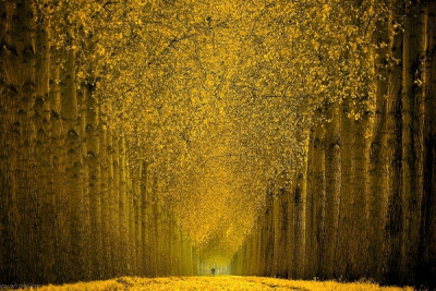 金色中骑行。摄影：Lars van de Goor。