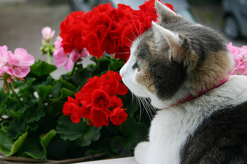 Boo Behind The Geraniums