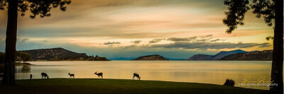 Buck Island, Upper Klamath Lake, 俄勒冈州。摄影： Brian Gailey。