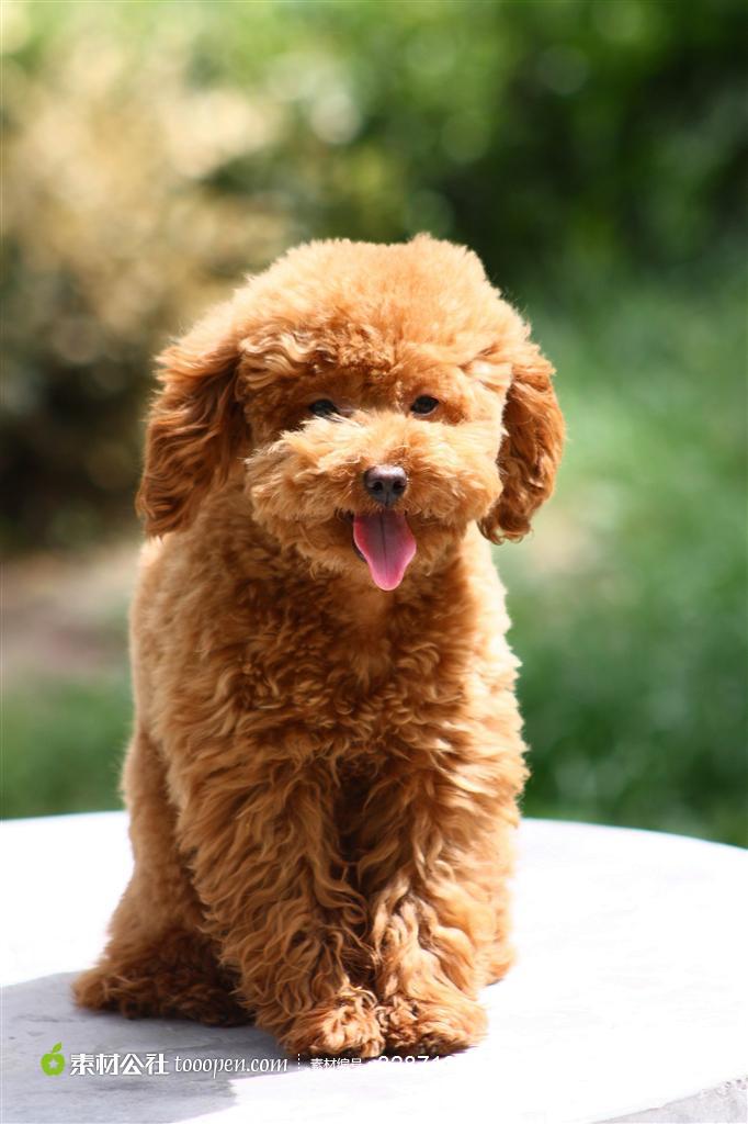 可爱小泰迪图片素材，高清泰迪犬桌面壁纸，晒太阳的小泰迪背景图片