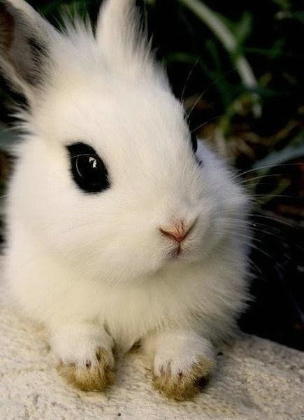 兔纸兔纸，你真的木有画眼线么！