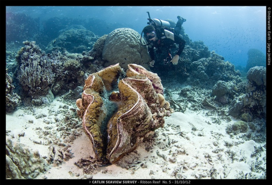 威尔逊礁：生物学家在这片珊瑚礁中寻找海龟、鲨鱼、海鳗和其他各种鱼类。在这里他们发现了一个巨大的砗磲。