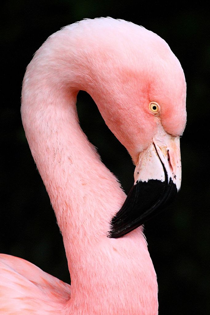 Flamingo ♥ Let's protect our world! Help saving the planet so we can all live to continue seeing these amazing animals! Help protect their home also our home!