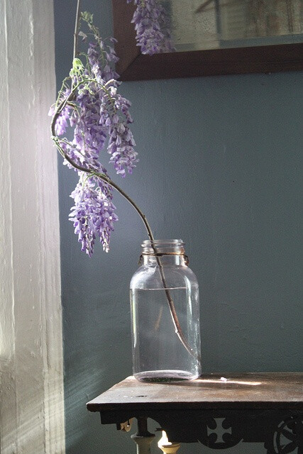 wisteria by Amy Merrick