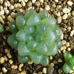 冰晶玉洁！世界上怎么会有这么萌的植物？