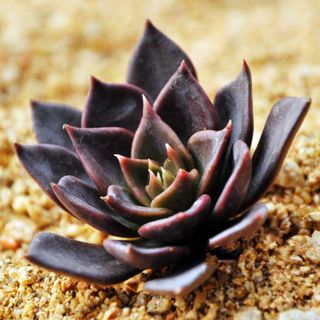 花花