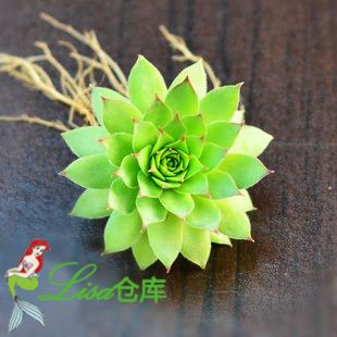 漂亮的植物，如果这小东西拥有神奇的力量，比如可以浮空？？哇哈哈。那多美丽啊。再发点光？浅浅的绿光。