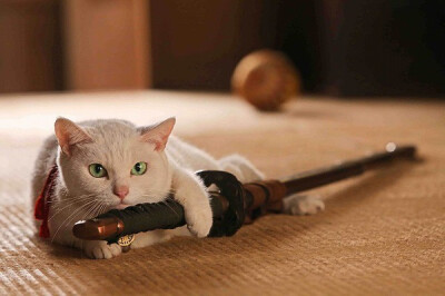 猫侍