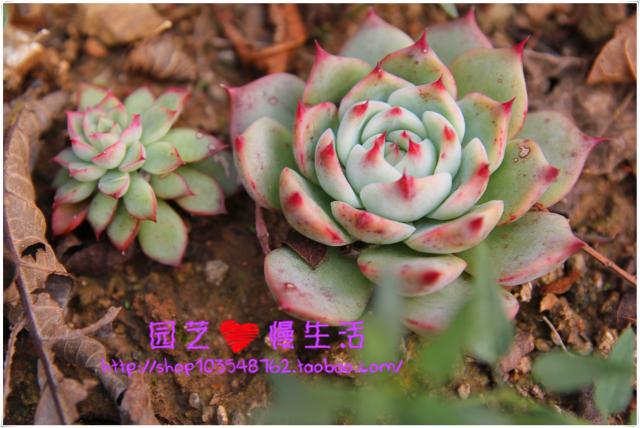 多肉植物景天 吉娃娃 5-6厘米 品相绝佳