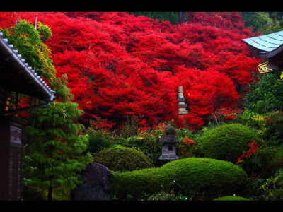 11月下旬冷え込んだ朝のドウダンツツジ 左クリックで永昌寺（永昌禪寺）ドウダンツツジへ右クリック背景に設(shè)定で壁紙へ